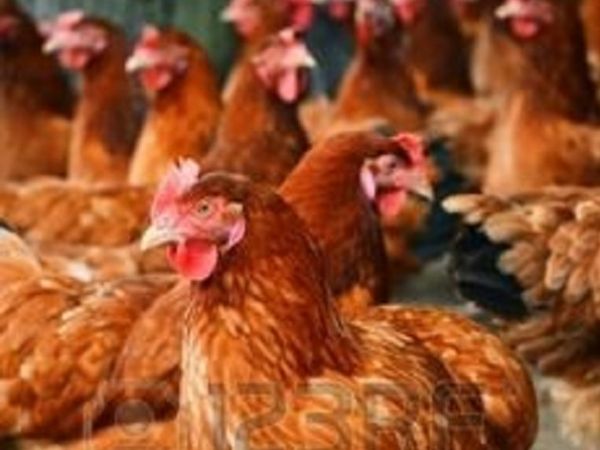 poules
