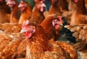 poules
