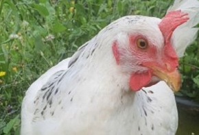 poule